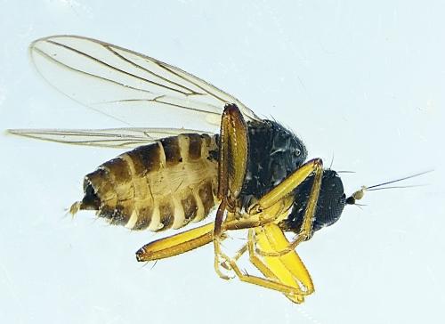 Réf. 295 528 : Crossopalpus sp.